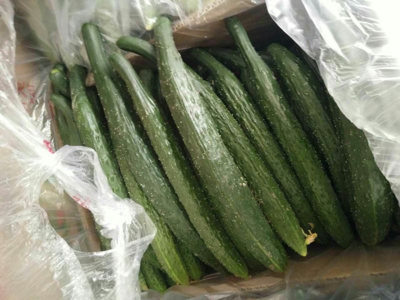 刺黄瓜22~25公分鲜花带刺，万亩黄瓜正在上市中。