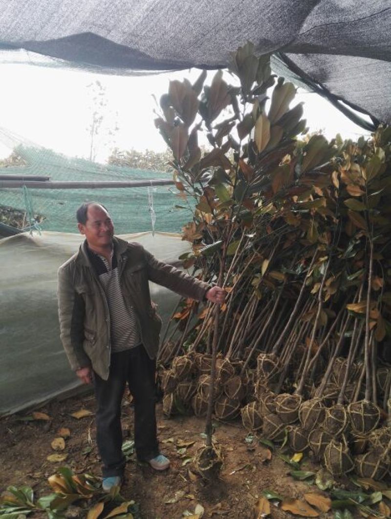 广玉兰2cm以下