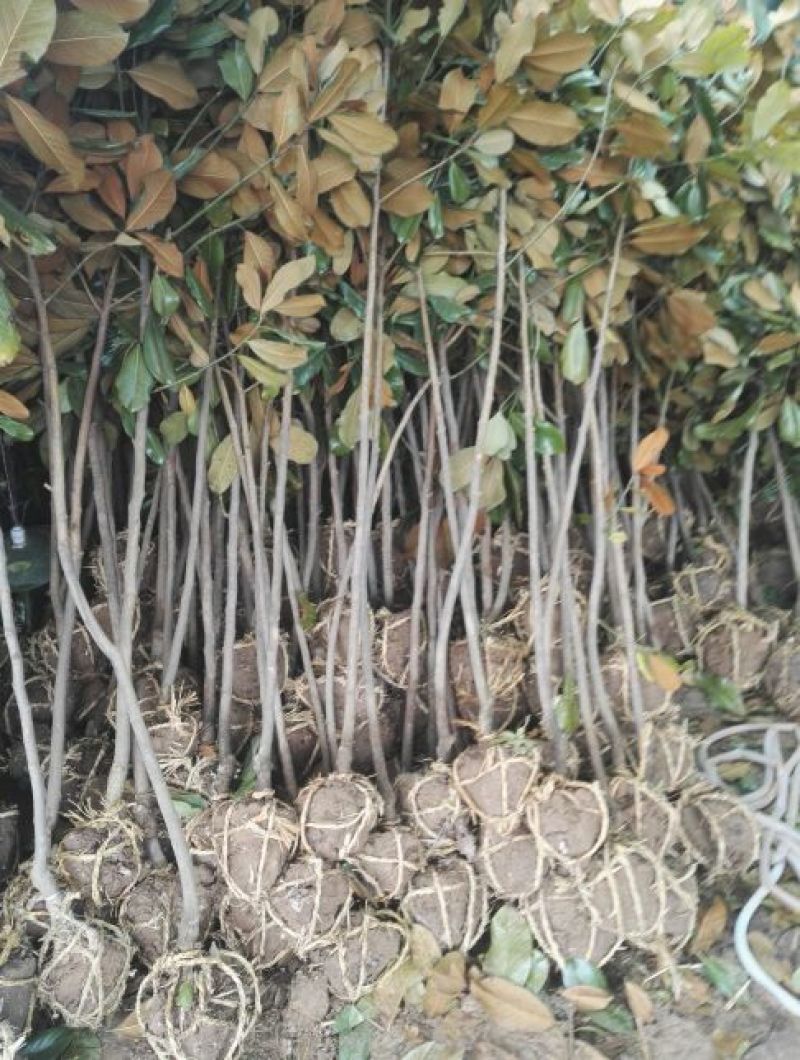 广玉兰2cm以下