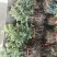 蔷薇花10cm以下