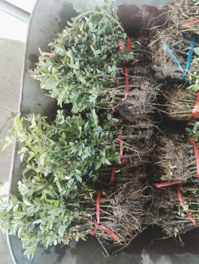 蔷薇花10cm以下