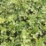 蔷薇花10cm以下