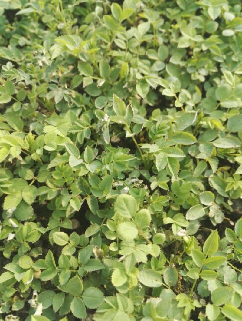 蔷薇花10cm以下