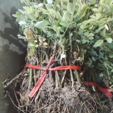 蔷薇花10cm以下