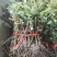 蔷薇花10cm以下