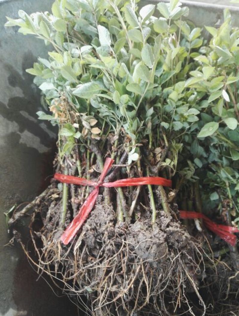 蔷薇花10cm以下
