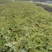 蔷薇花10cm以下