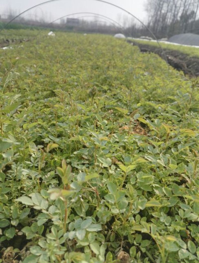 蔷薇花10cm以下