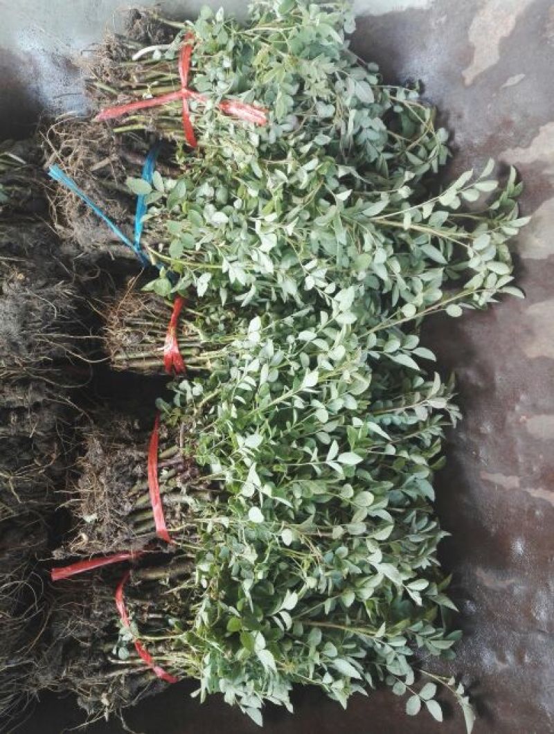 蔷薇花10cm以下