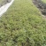 蔷薇花10cm以下
