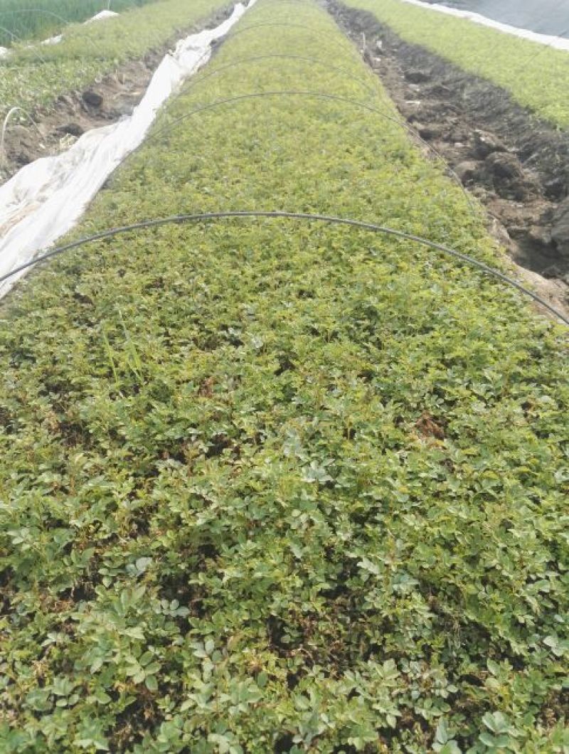 蔷薇花10cm以下