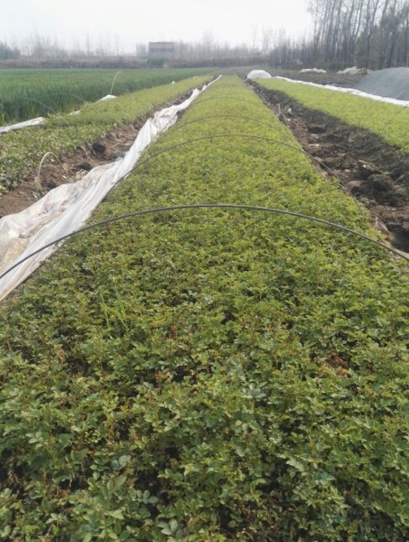 蔷薇花10cm以下
