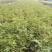 蔷薇花10cm以下