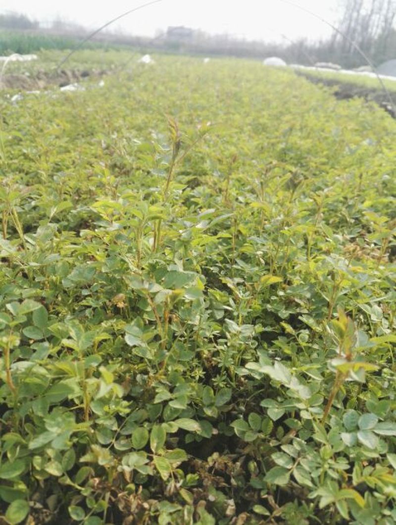 蔷薇花10cm以下