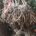 蔷薇花10cm以下