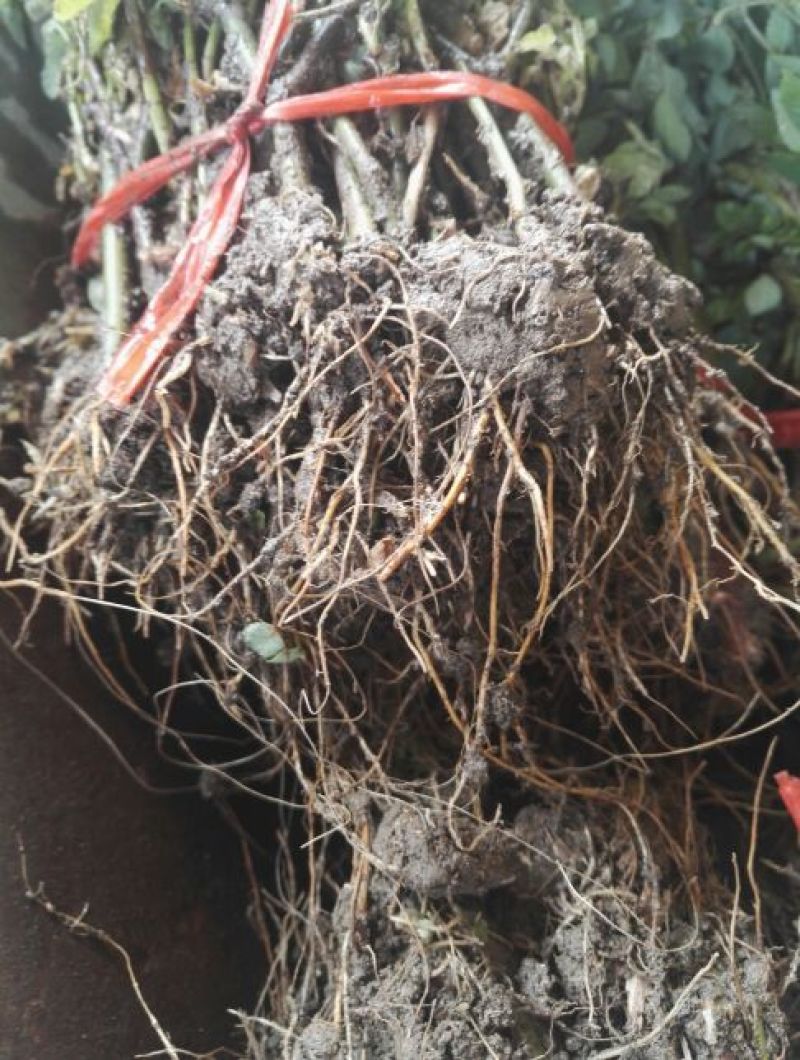 蔷薇花10cm以下