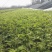 蔷薇花10cm以下