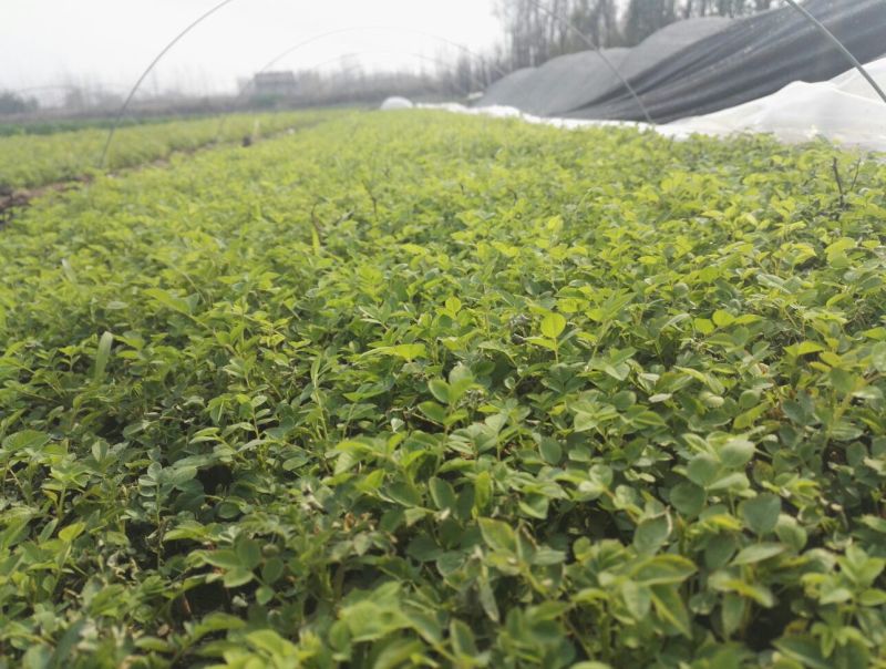 蔷薇花10cm以下