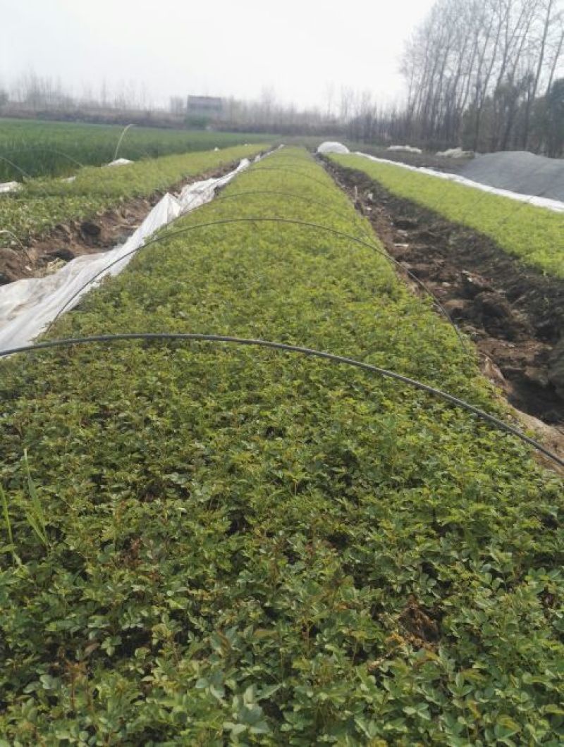 蔷薇花10cm以下