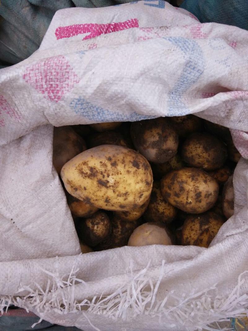 兴佳2号土豆3两以上一手货源产地直销质量保证