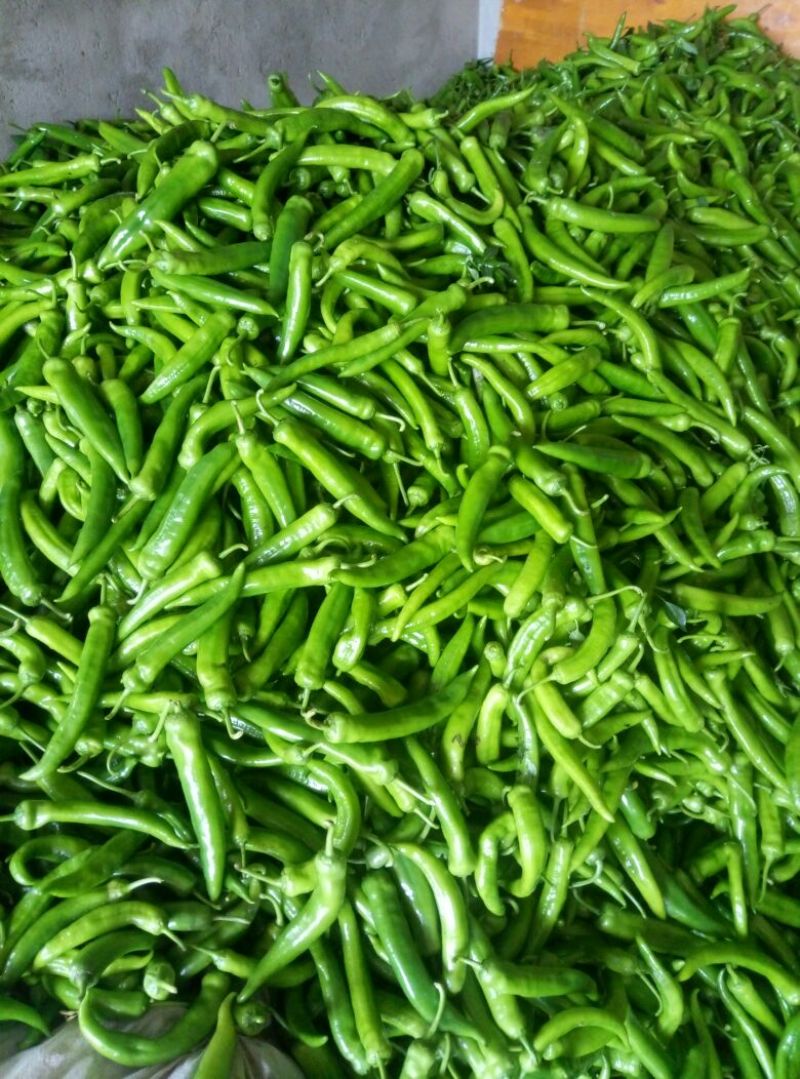 黄皮青椒10cm以上