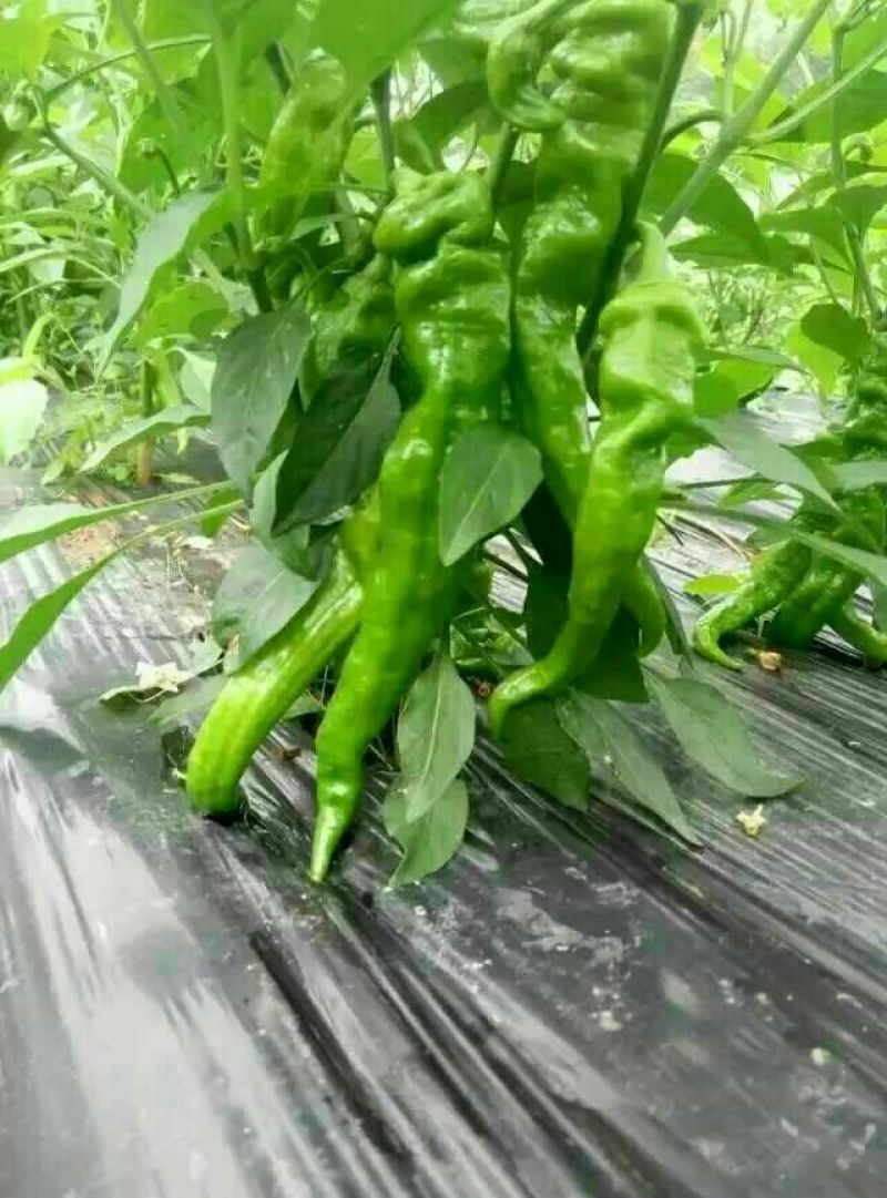黄皮青椒10cm以上