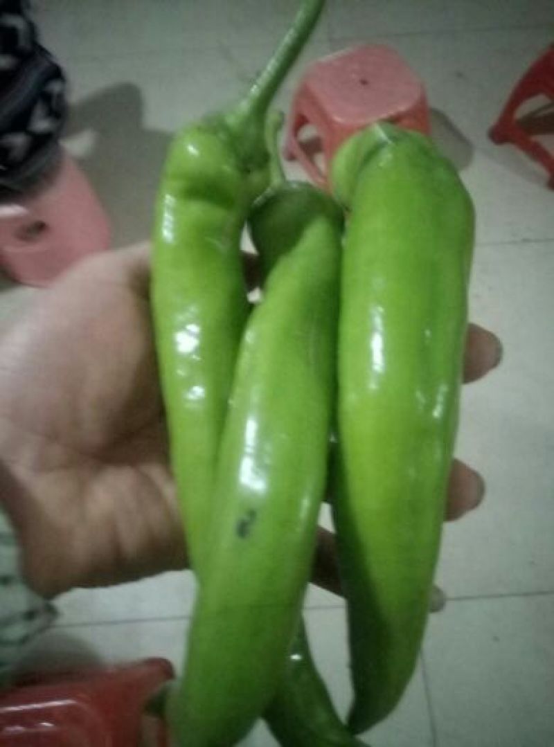 黄皮青椒10cm以上