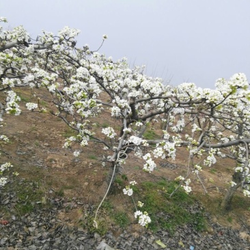 晚秋黄梨树苗100~150cm0.8cm