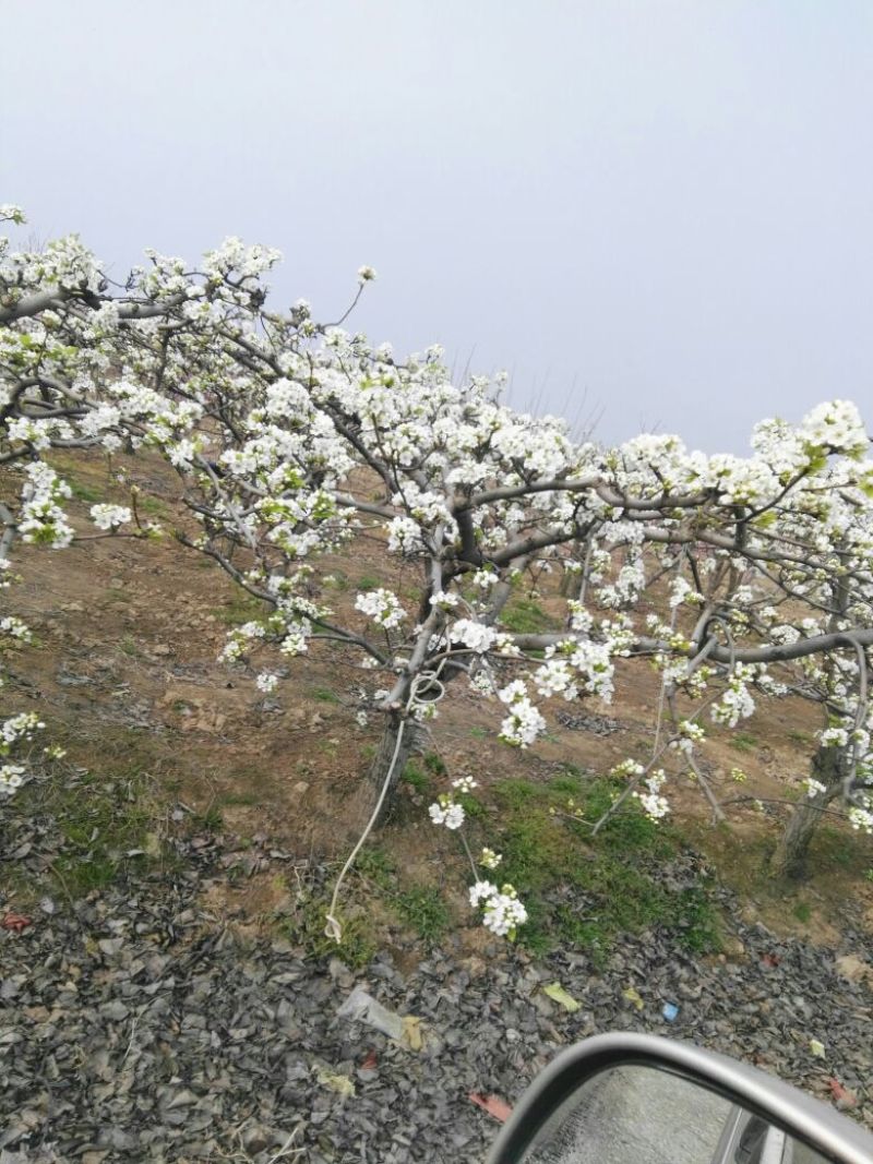 晚秋黄梨树苗100~150cm0.8cm