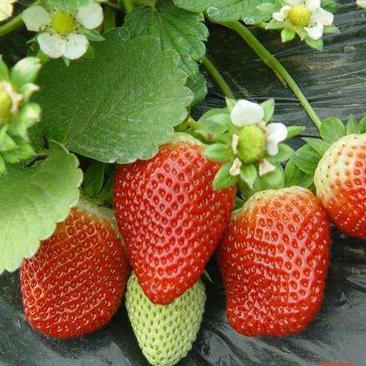 甜宝草莓苗大叶红颜草莓苗，隋株草莓苗，现货直销