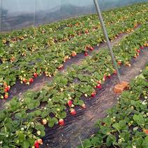 甜查理草莓苗10~20cm