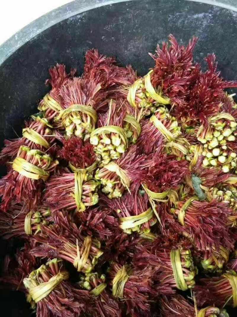 香椿芽11~20cm