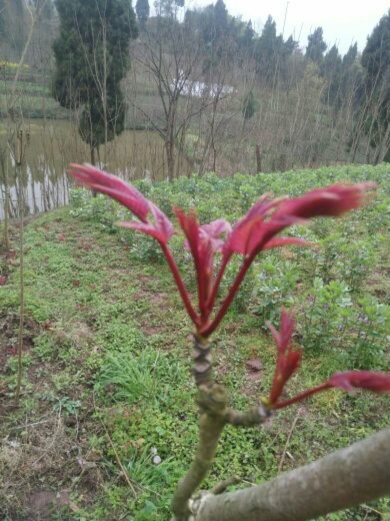 香椿芽11~20cm