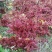 香椿芽11~20cm