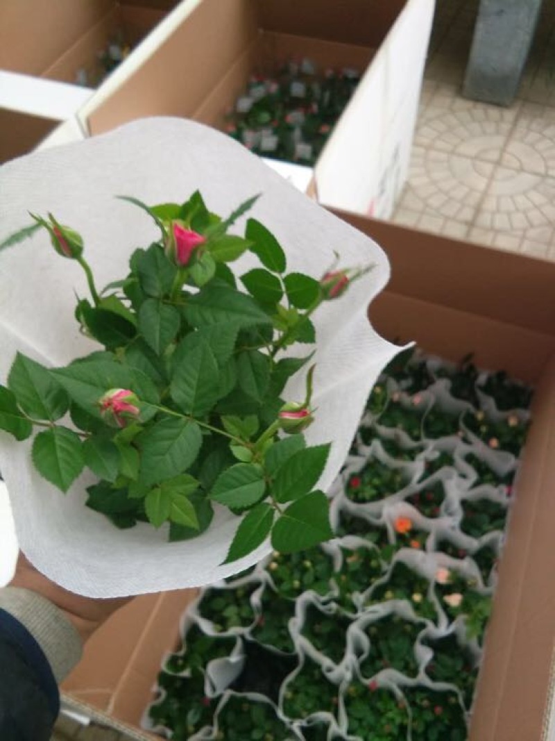 玫瑰盆花