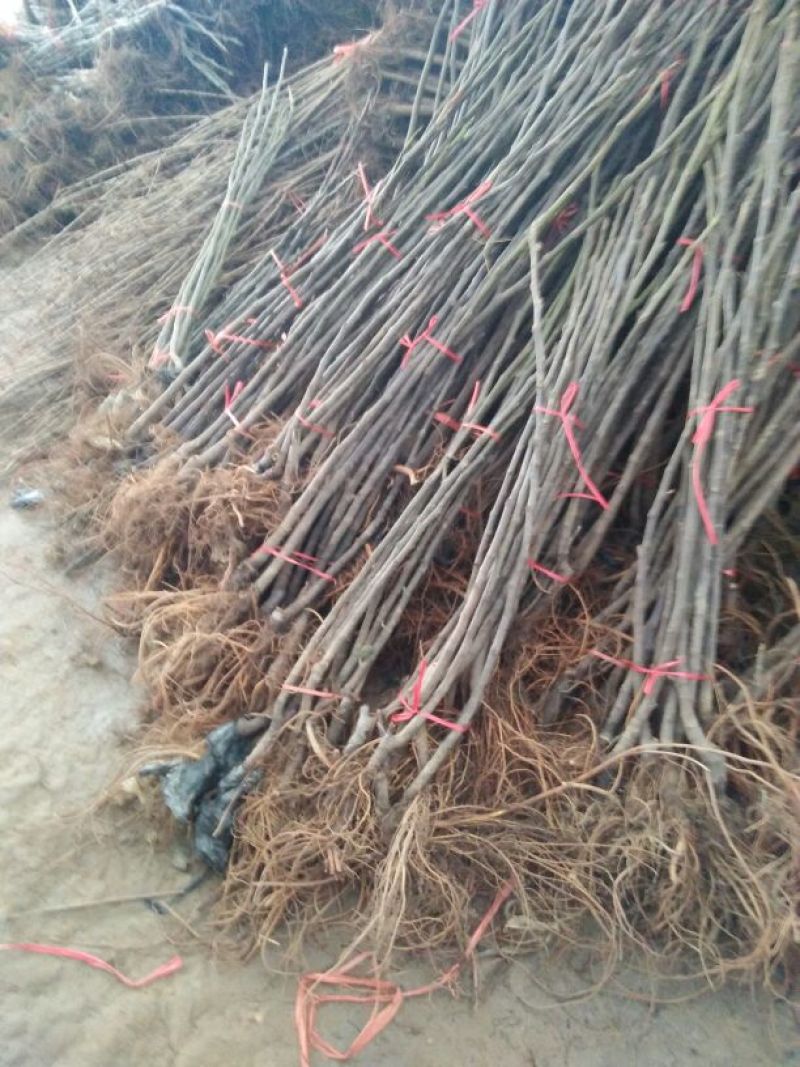 无花果苗无花果树苗波姬红布兰瑞克红心无地栽苗南方北方
