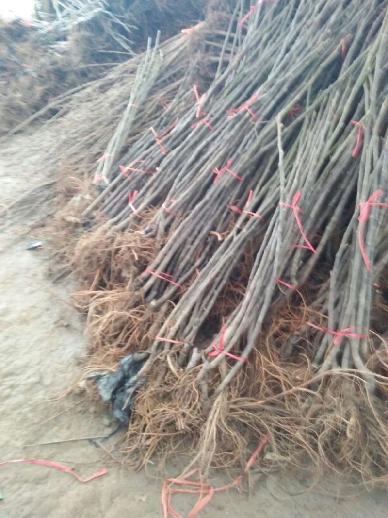 无花果苗无花果树苗波姬红布兰瑞克红心无地栽苗南方北方