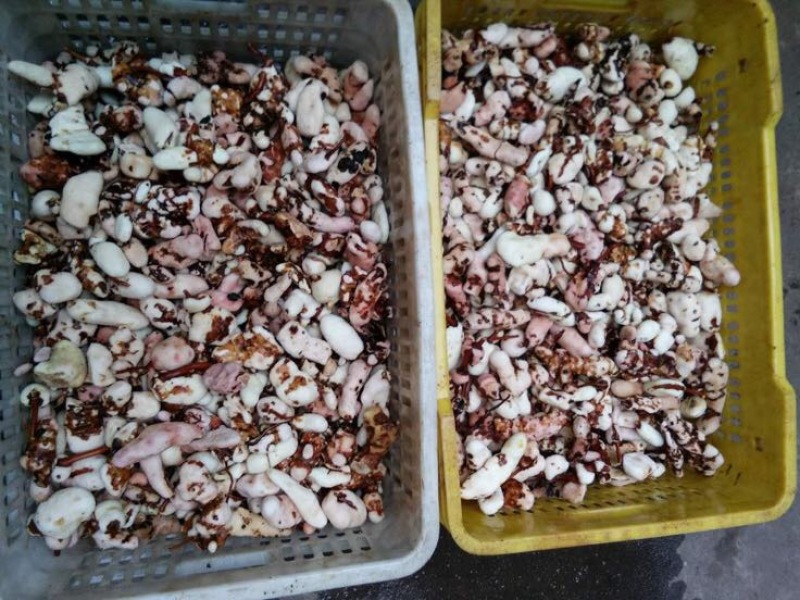 土茯苓(本地粉质小土，一二两的，价格低，打粉切片适合)
