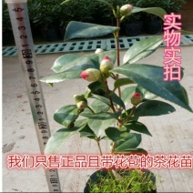 茶花10cm以下