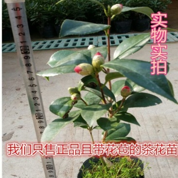 茶花10cm以下
