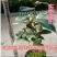 茶花10cm以下