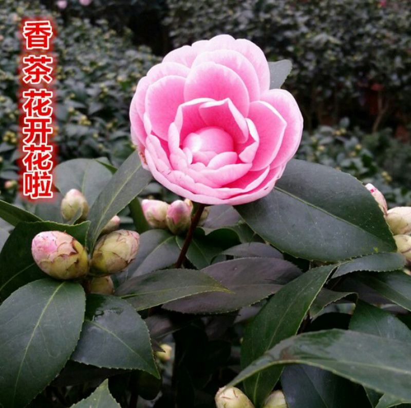 茶花10cm以下