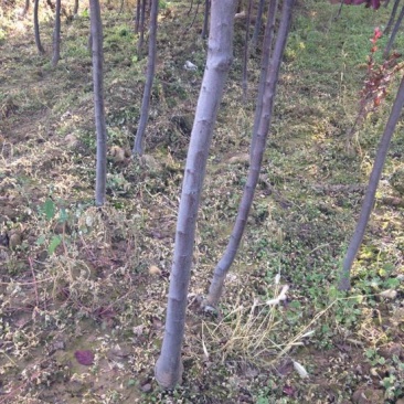 占地带土球红叶李苗圃批发市场