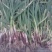 红根蒜苗40cm以下