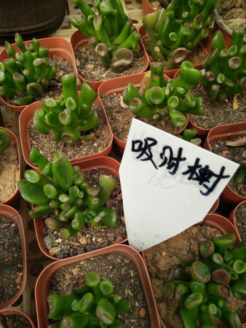 芦荟（库拉索，不不夜城）美容养颜佳品，好管理耐运输