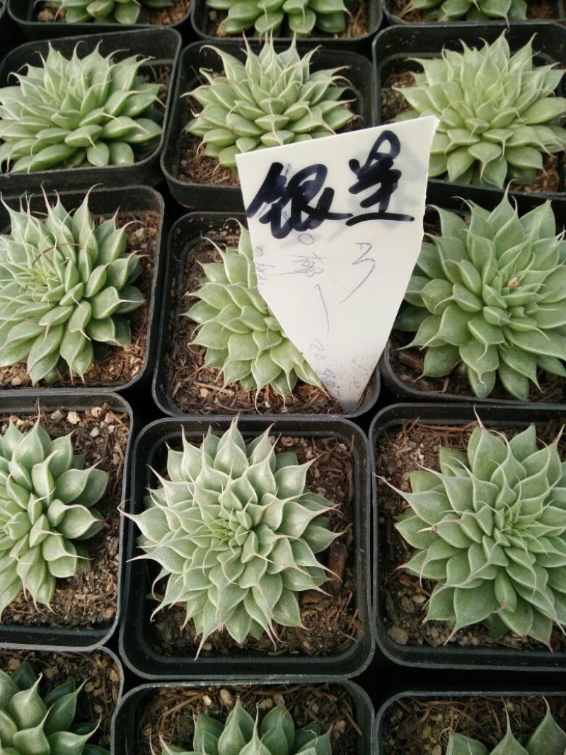 芦荟（库拉索，不不夜城）美容养颜佳品，好管理耐运输