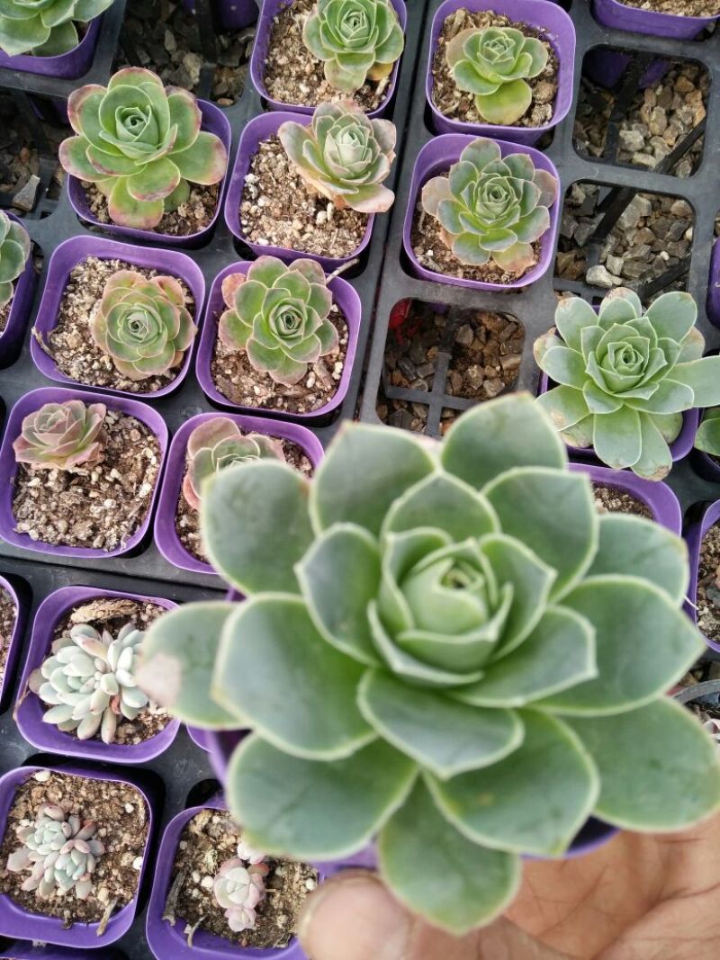 芦荟（库拉索，不不夜城）美容养颜佳品，好管理耐运输
