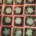 芦荟（库拉索，不不夜城）美容养颜佳品，好管理耐运输