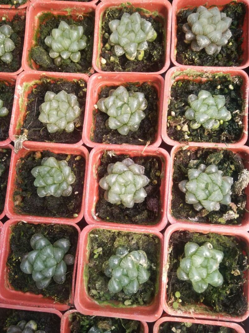 芦荟（库拉索，不不夜城）美容养颜佳品，好管理耐运输