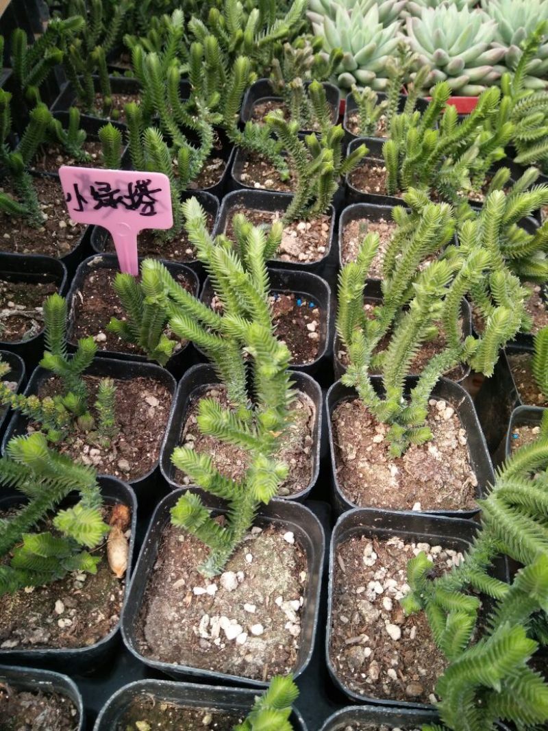 芦荟（库拉索，不不夜城）美容养颜佳品，好管理耐运输